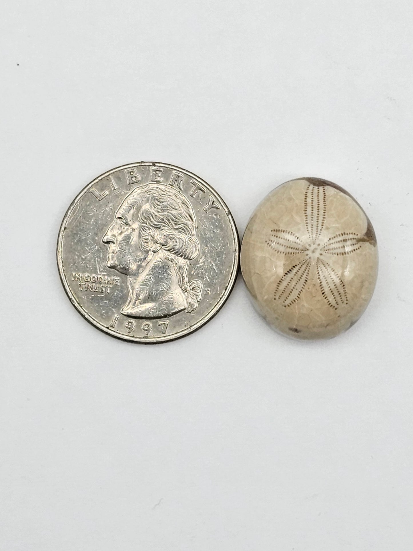 Sand dollar fossil medium