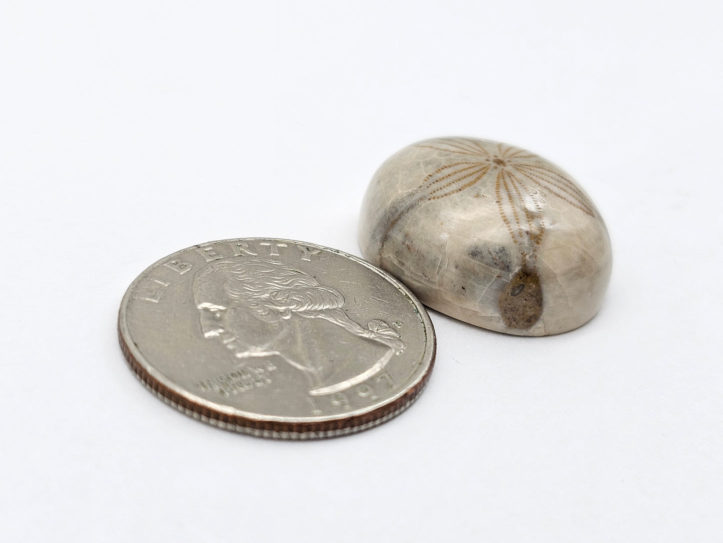 Sand dollar fossil medium