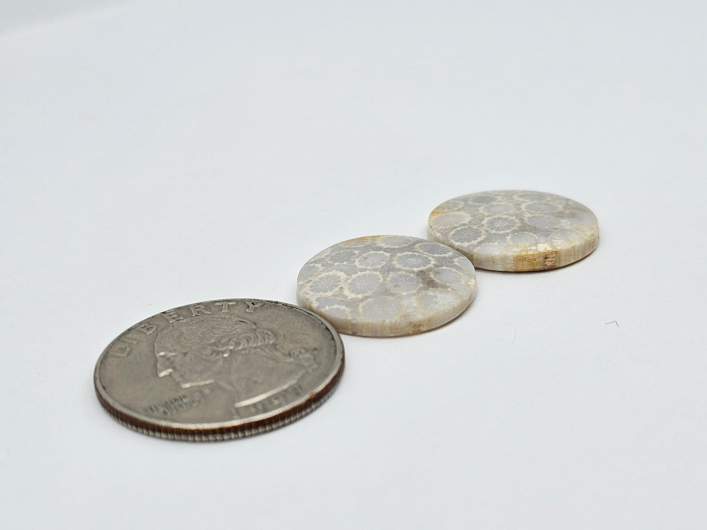 Fossilized Coral pair