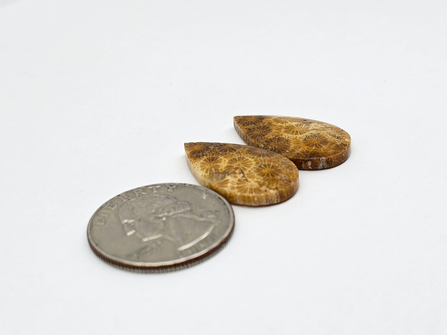 Fossilized Coral pair