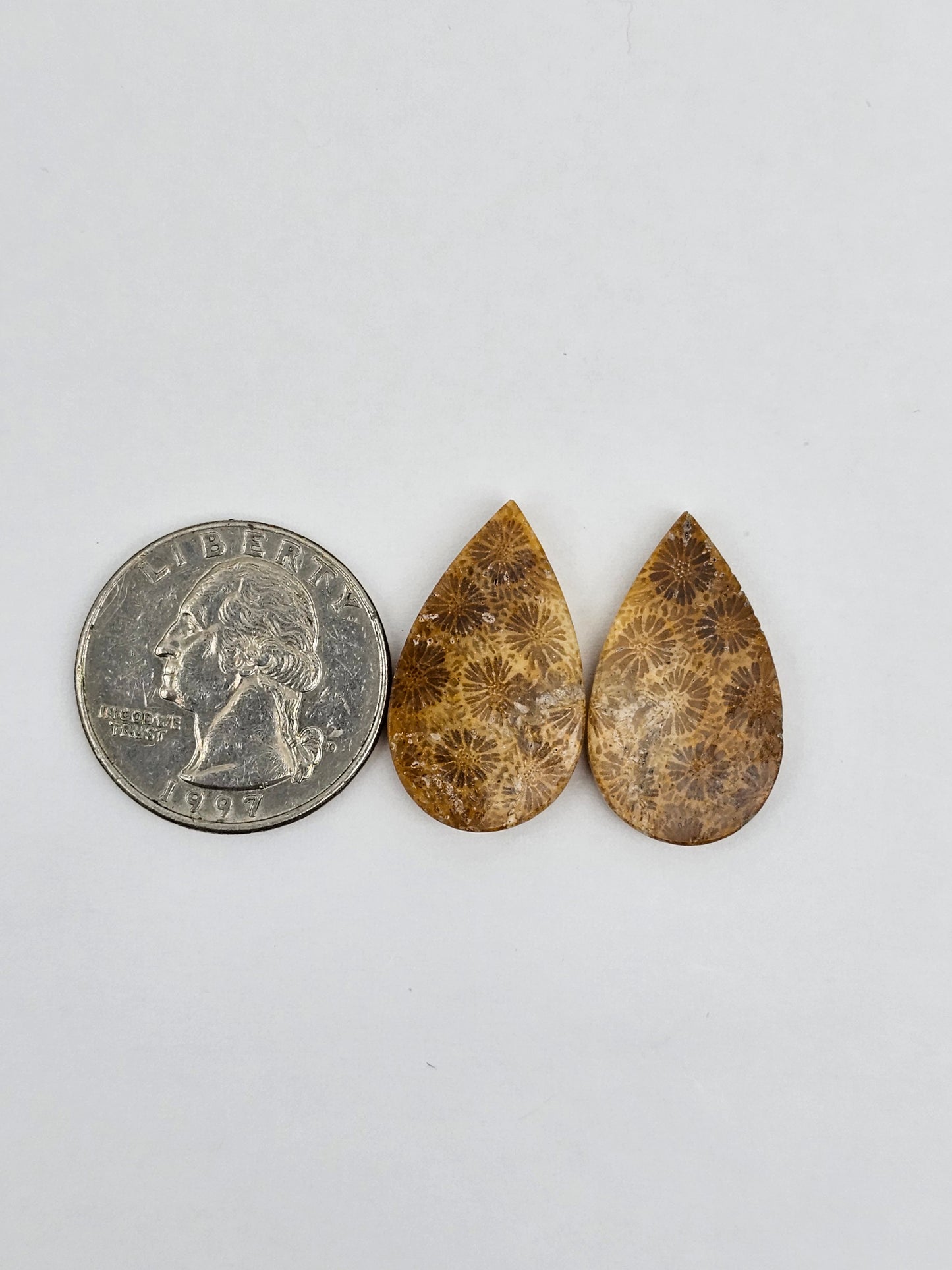 Fossilized Coral pair