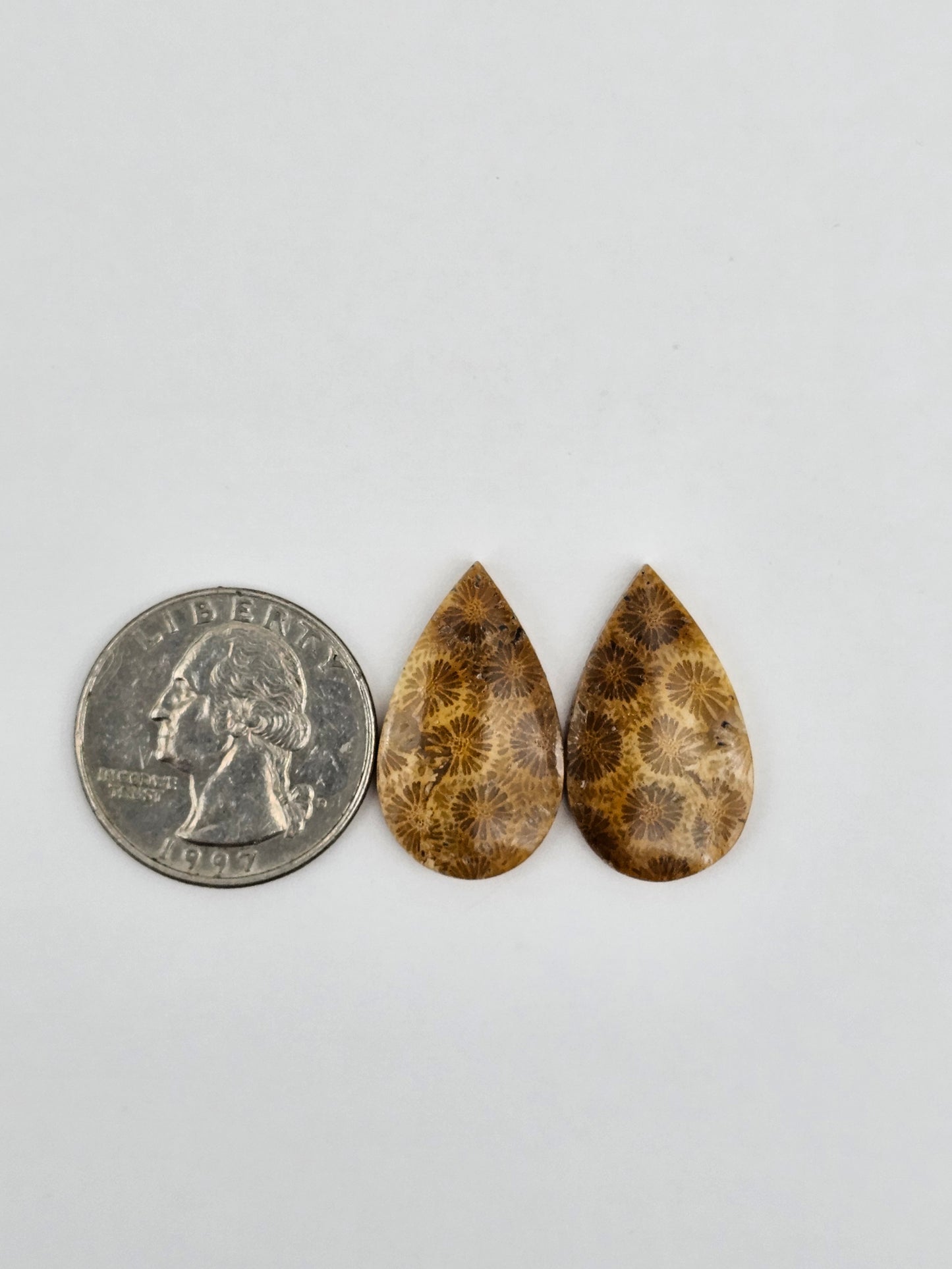 Fossilized Coral pair