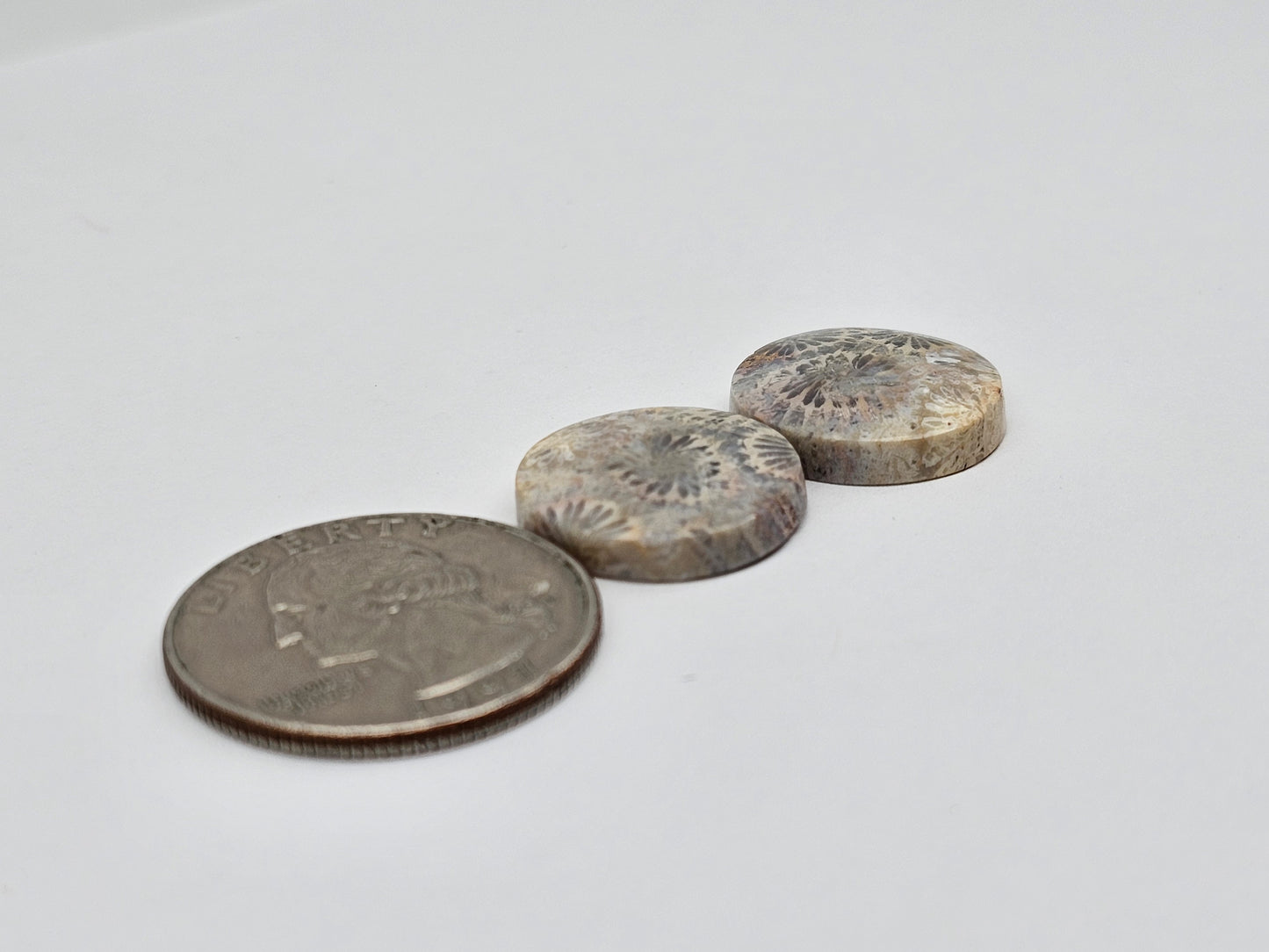 Fossilized Coral pair