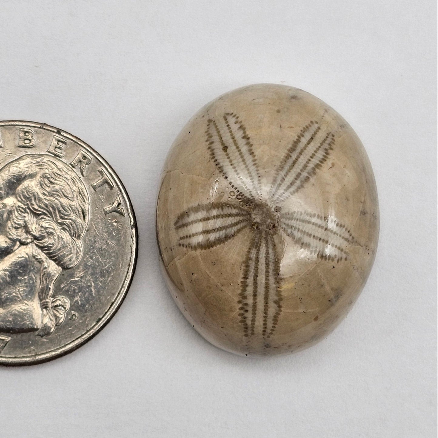 Sand Dollar fossil large