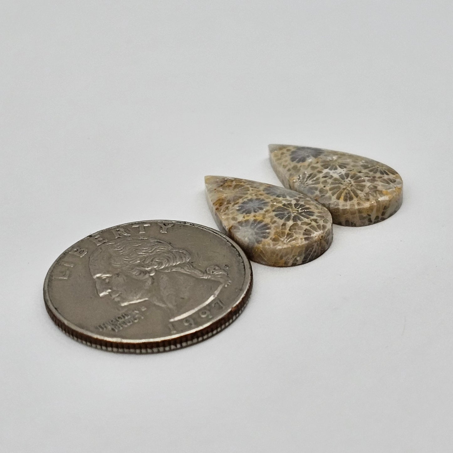 Fossilized Coral pair