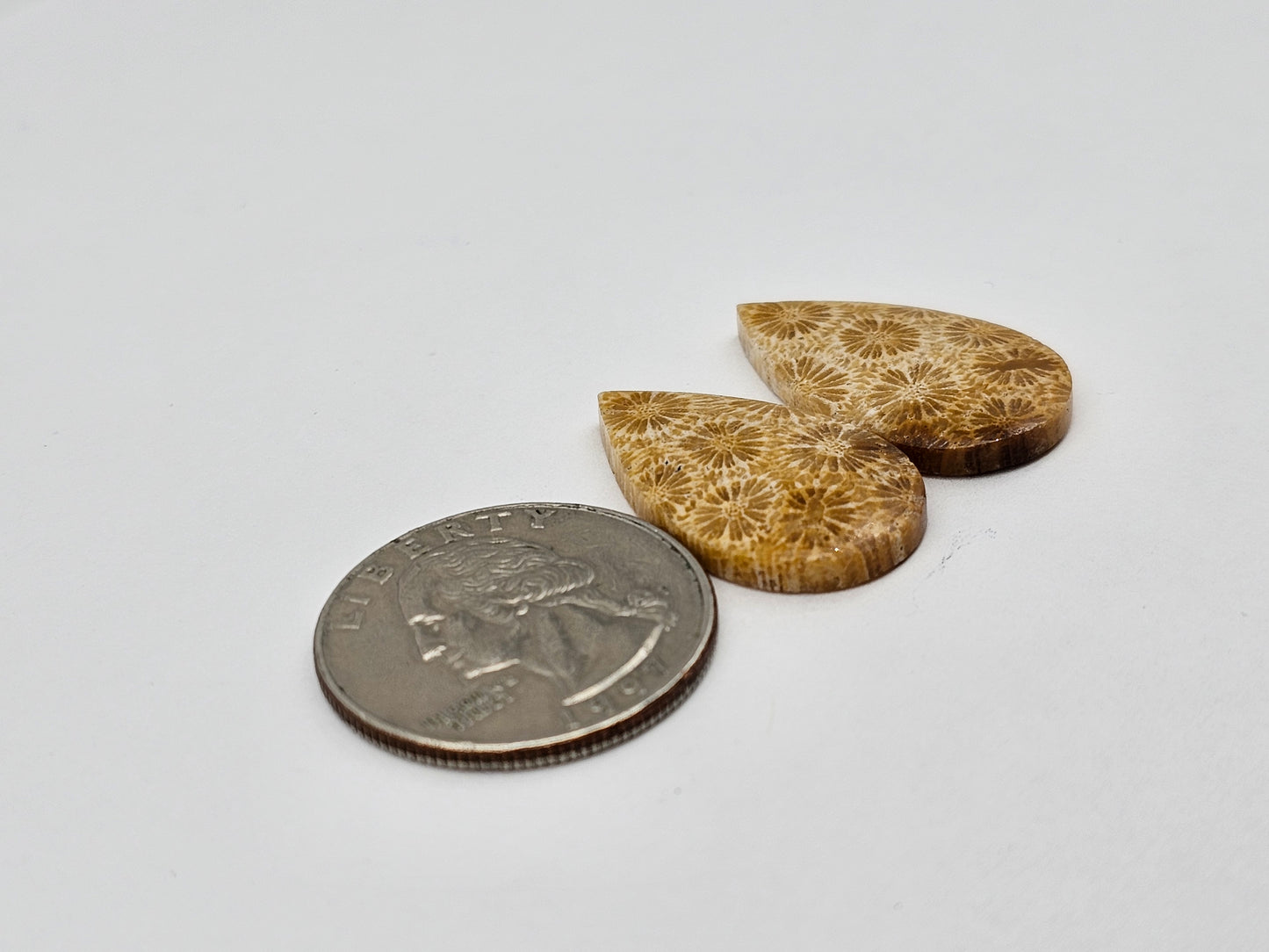 Fossilized Coral pair