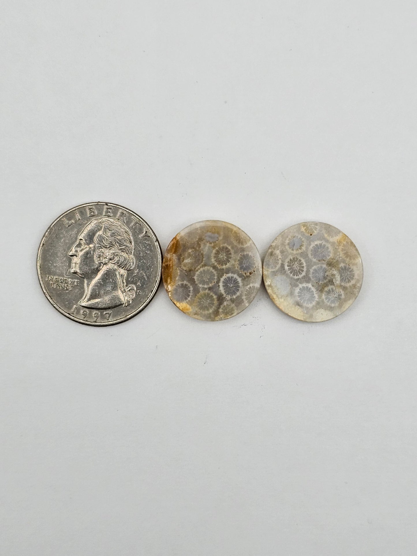 Fossilized Coral pair