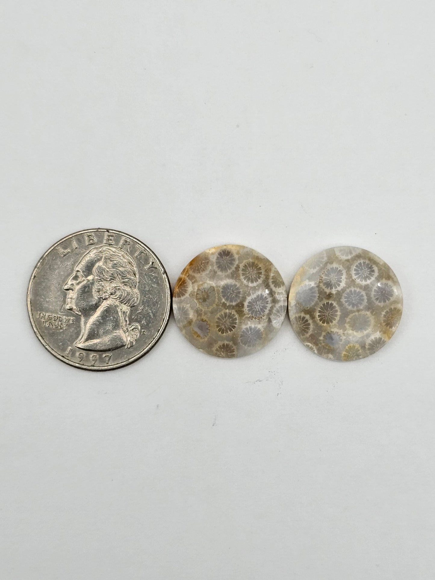 Fossilized Coral pair