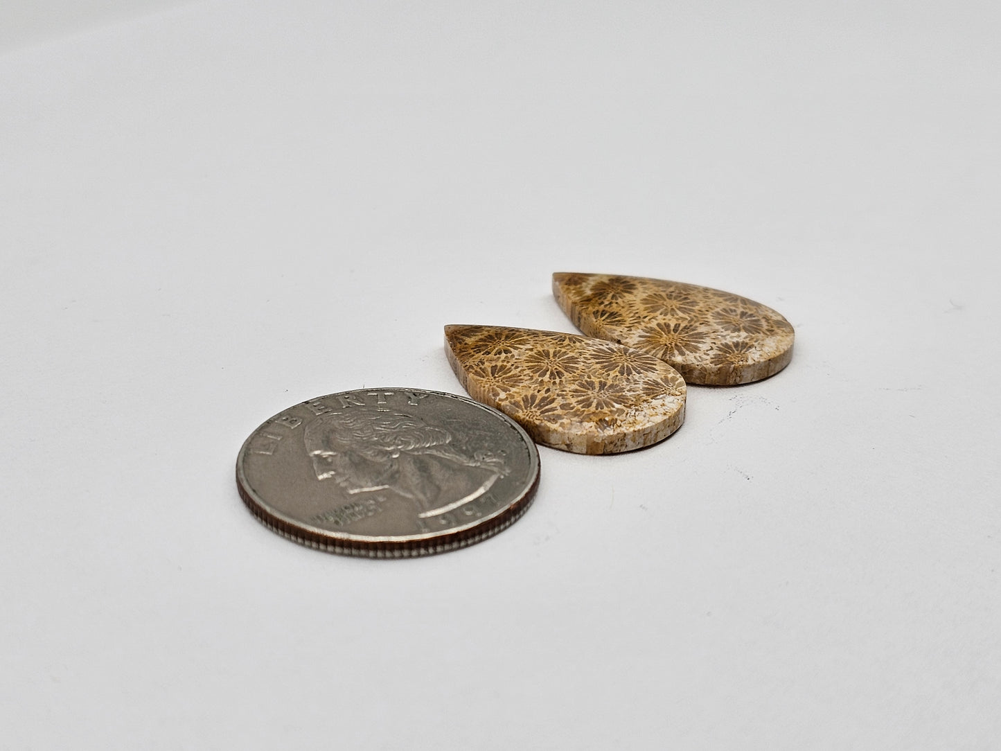 Fossilized Coral pair