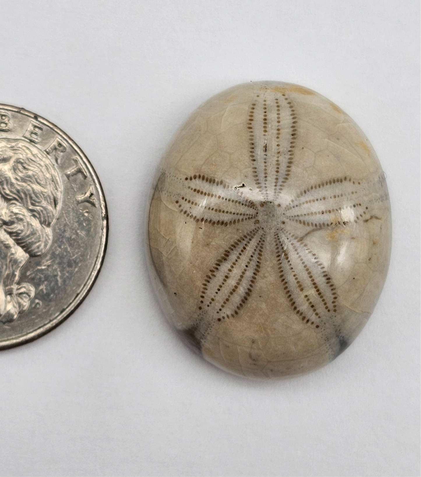 Sand Dollar fossil large