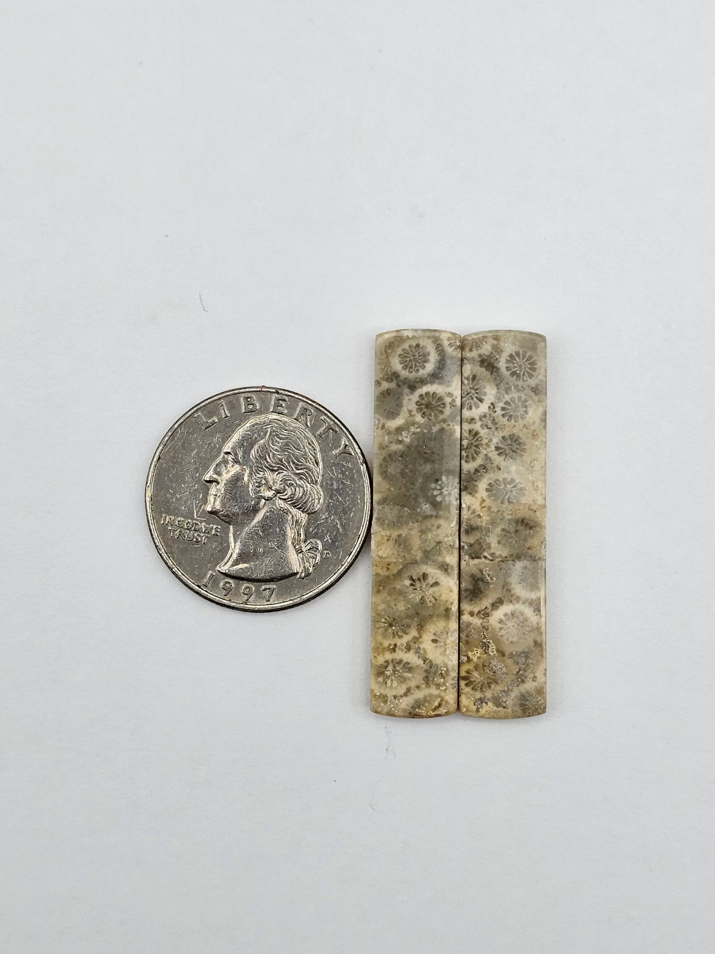 Fossilized Coral pair