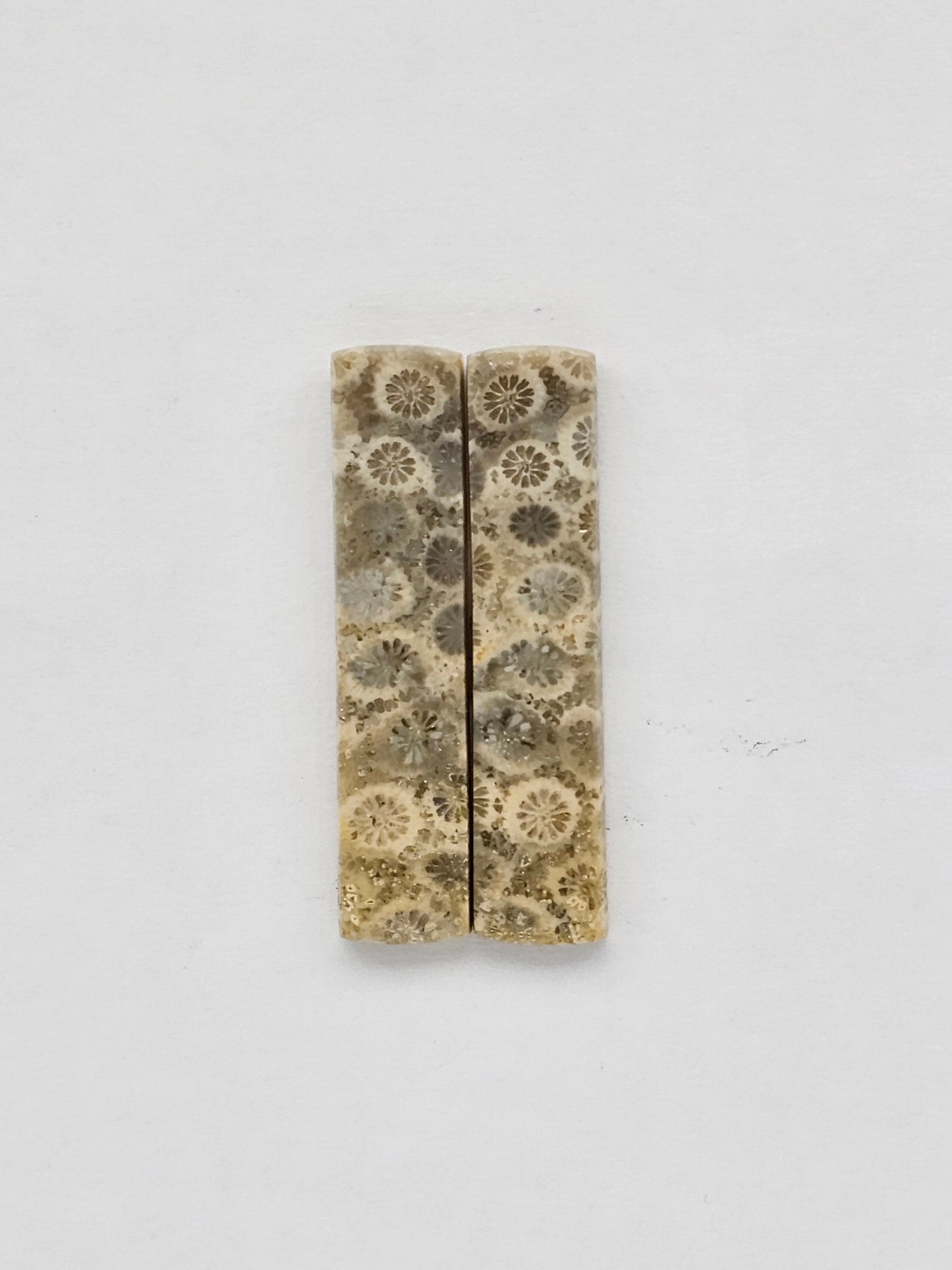 Fossilized Coral pair