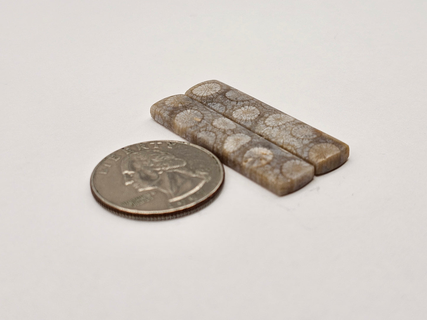 Fossilized Coral pair
