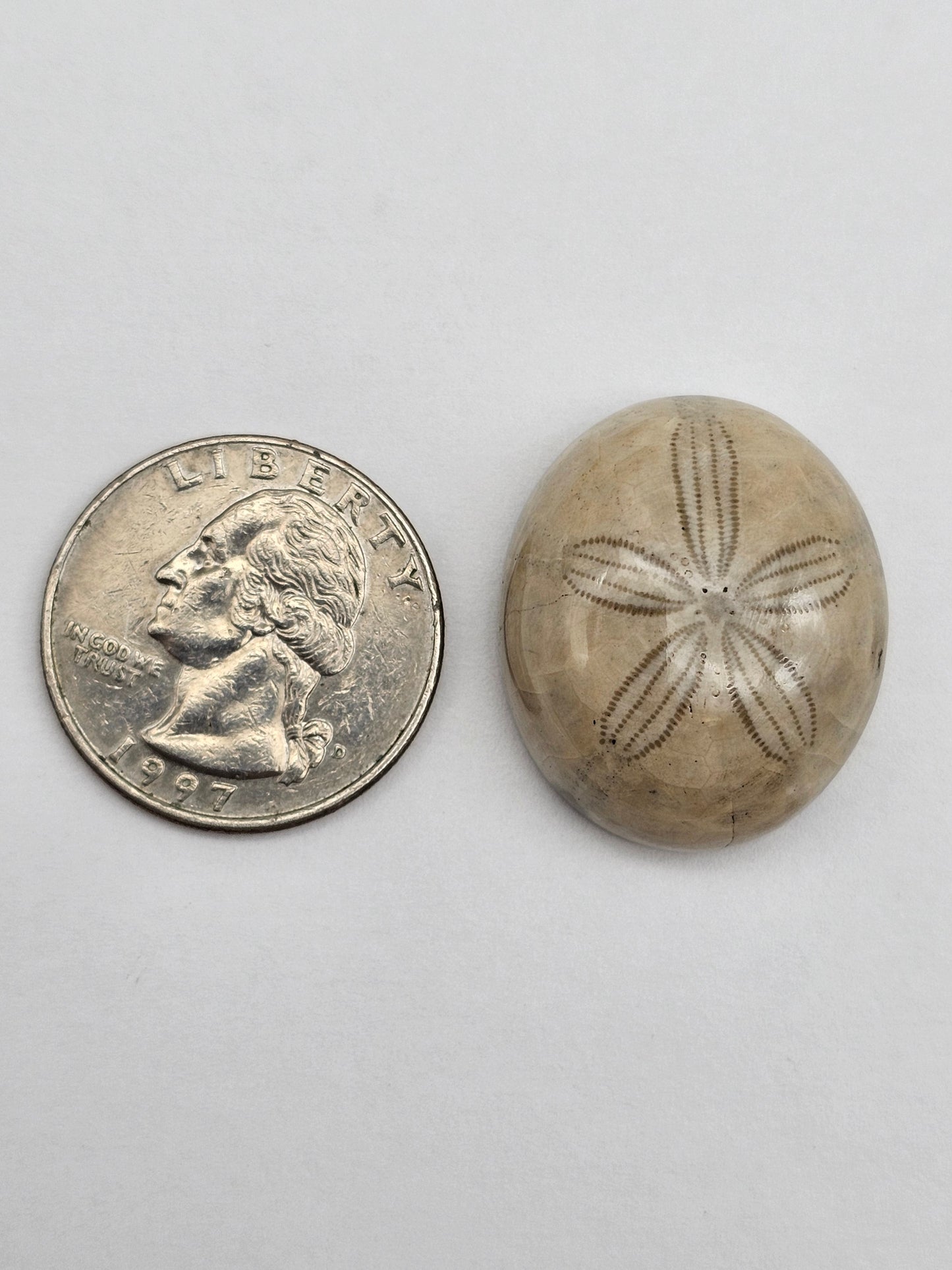 Sand Dollar fossil large