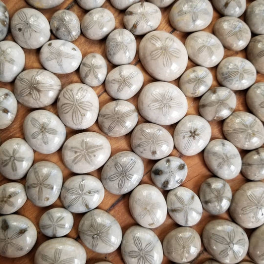 Sand dollar fossil cabochons for jewelry making