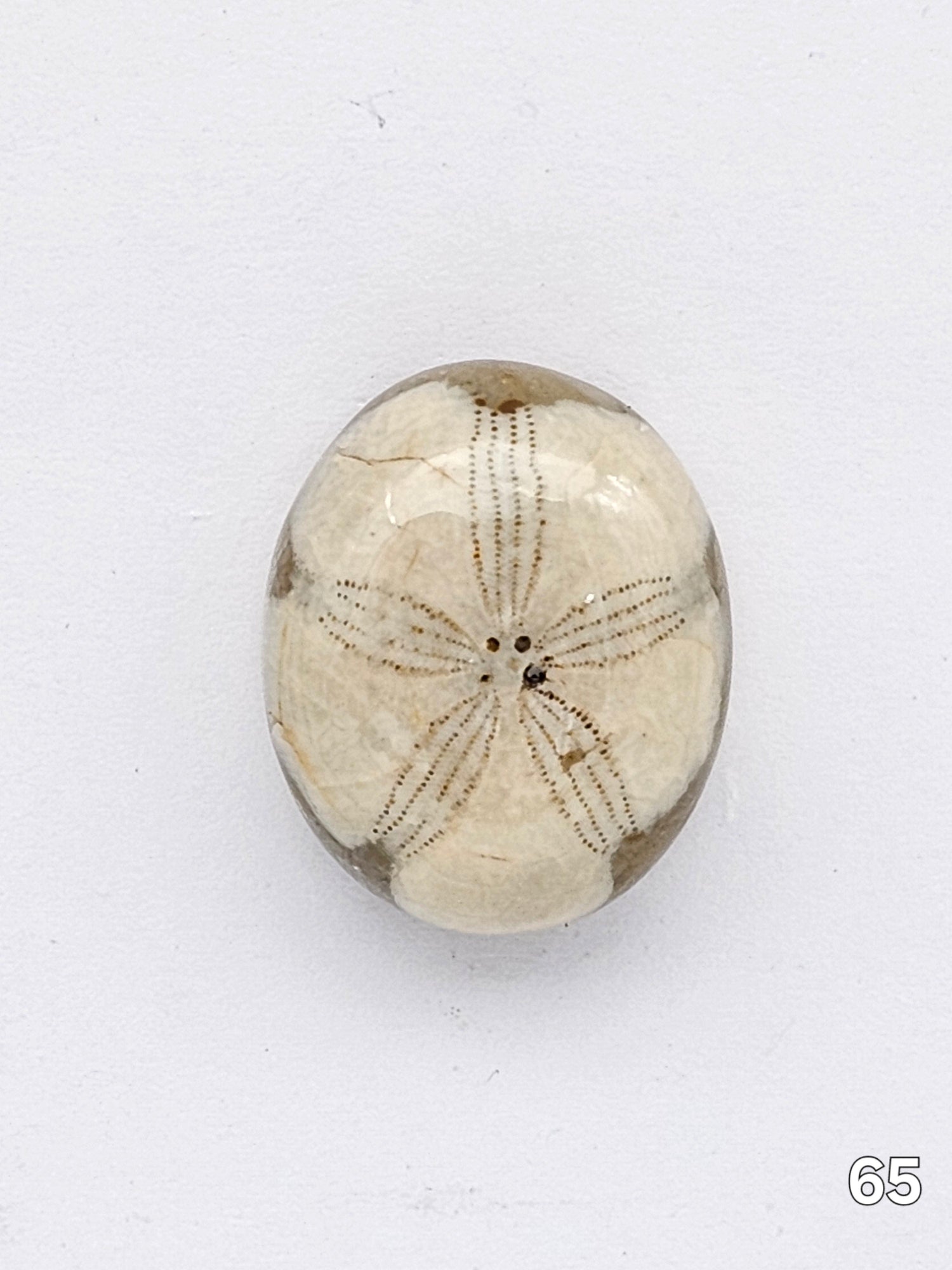 Sand Dollar Fossils