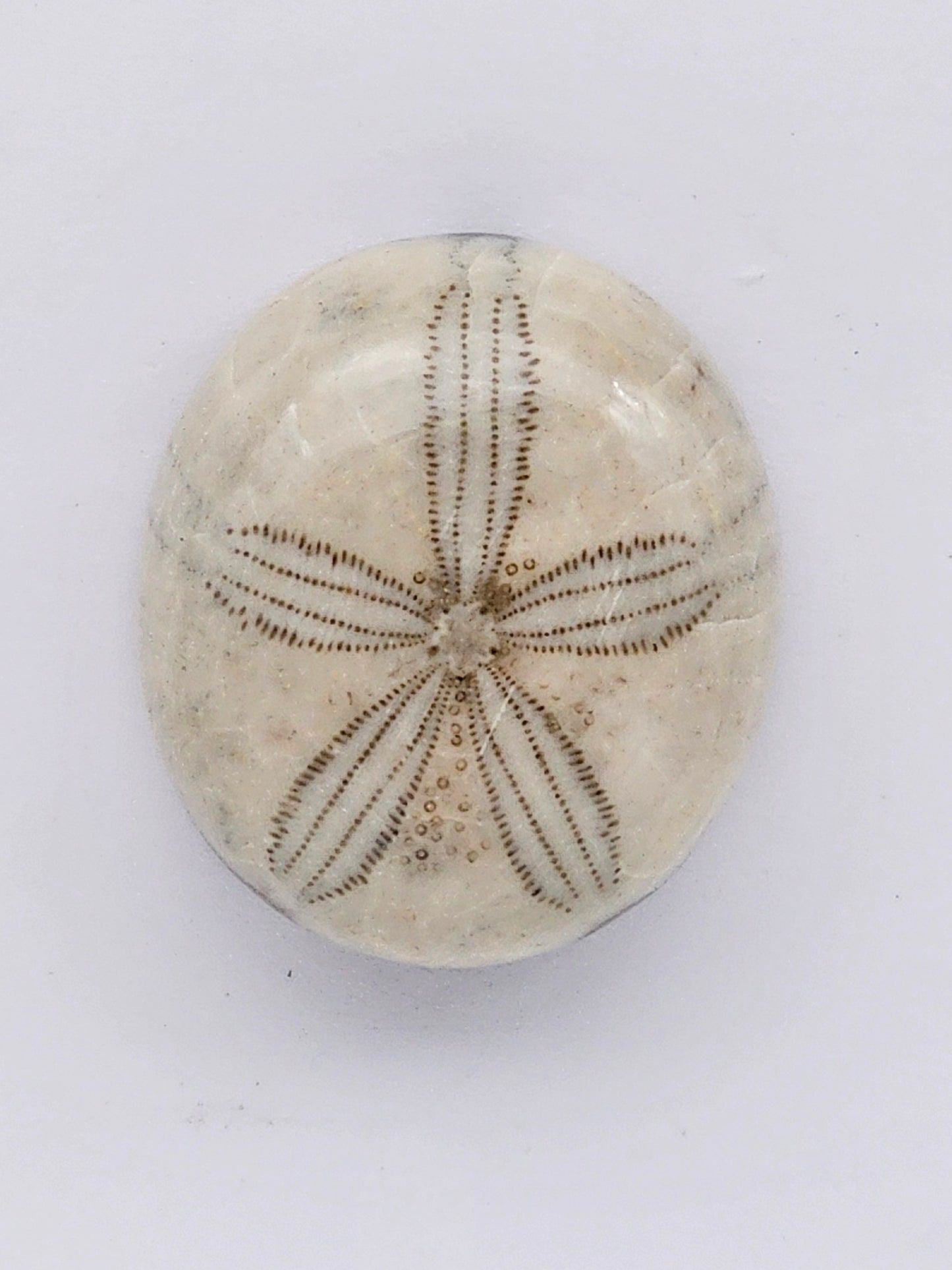 Sand Dollar fossil large
