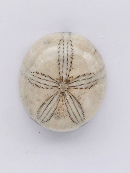 Sand Dollar fossil large