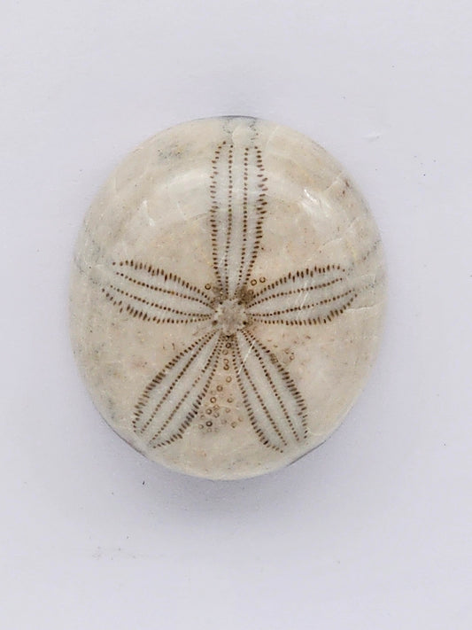 Sand Dollar fossil large