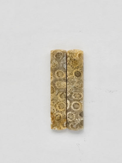 Fossilized Coral pair
