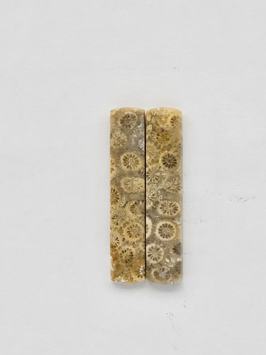 Fossilized Coral pair