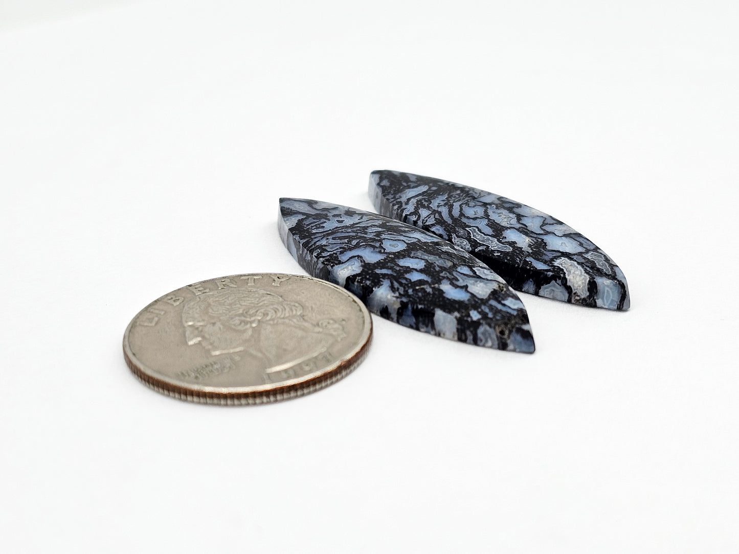 Fossilized dinosaur bone pair