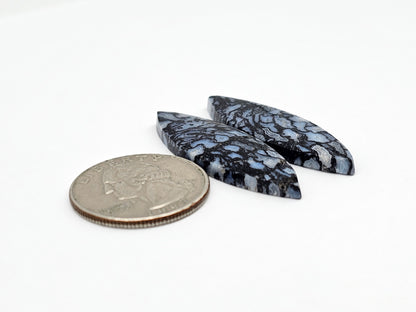 Fossilized dinosaur bone pair