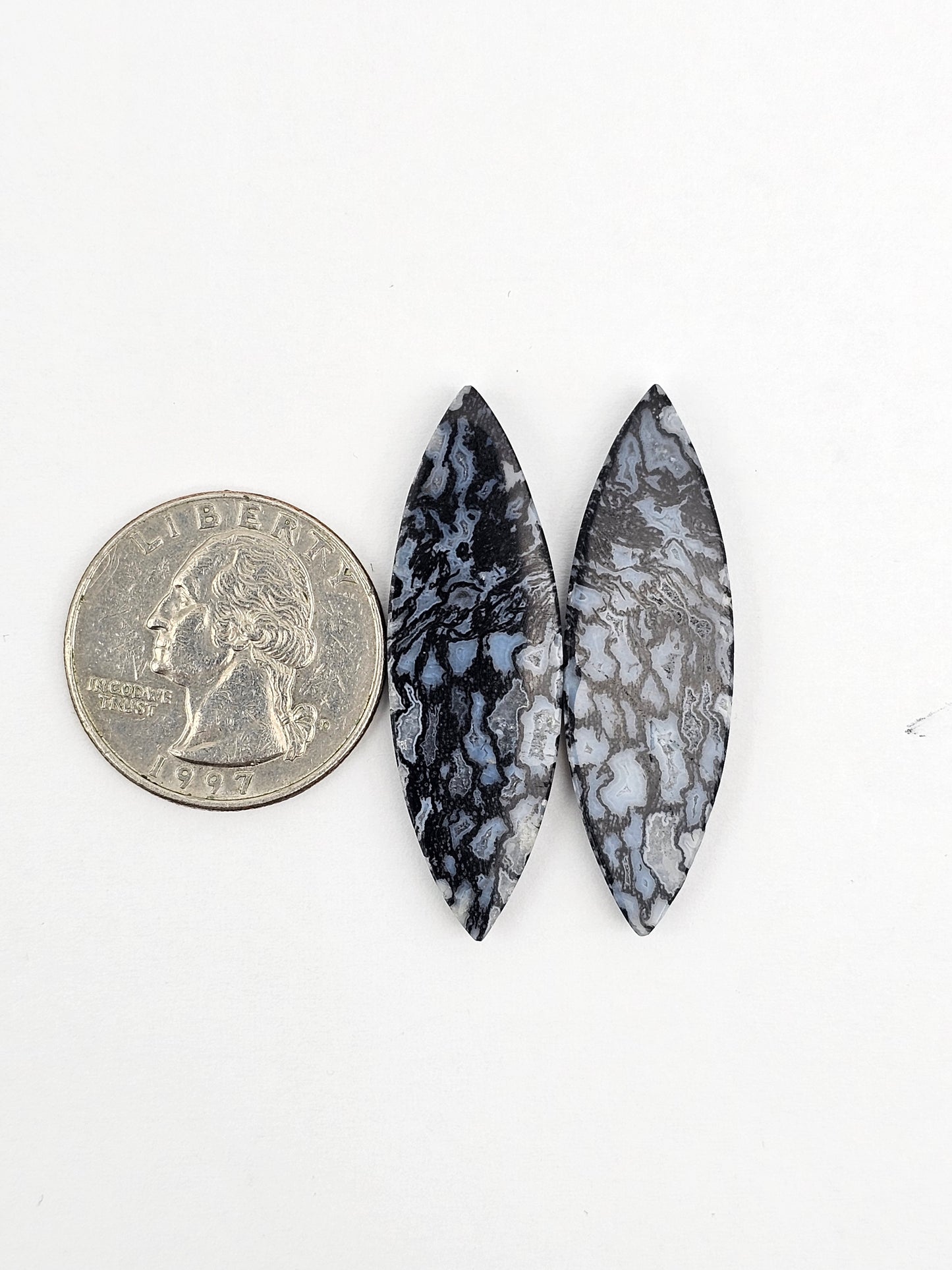 Fossilized dinosaur bone pair