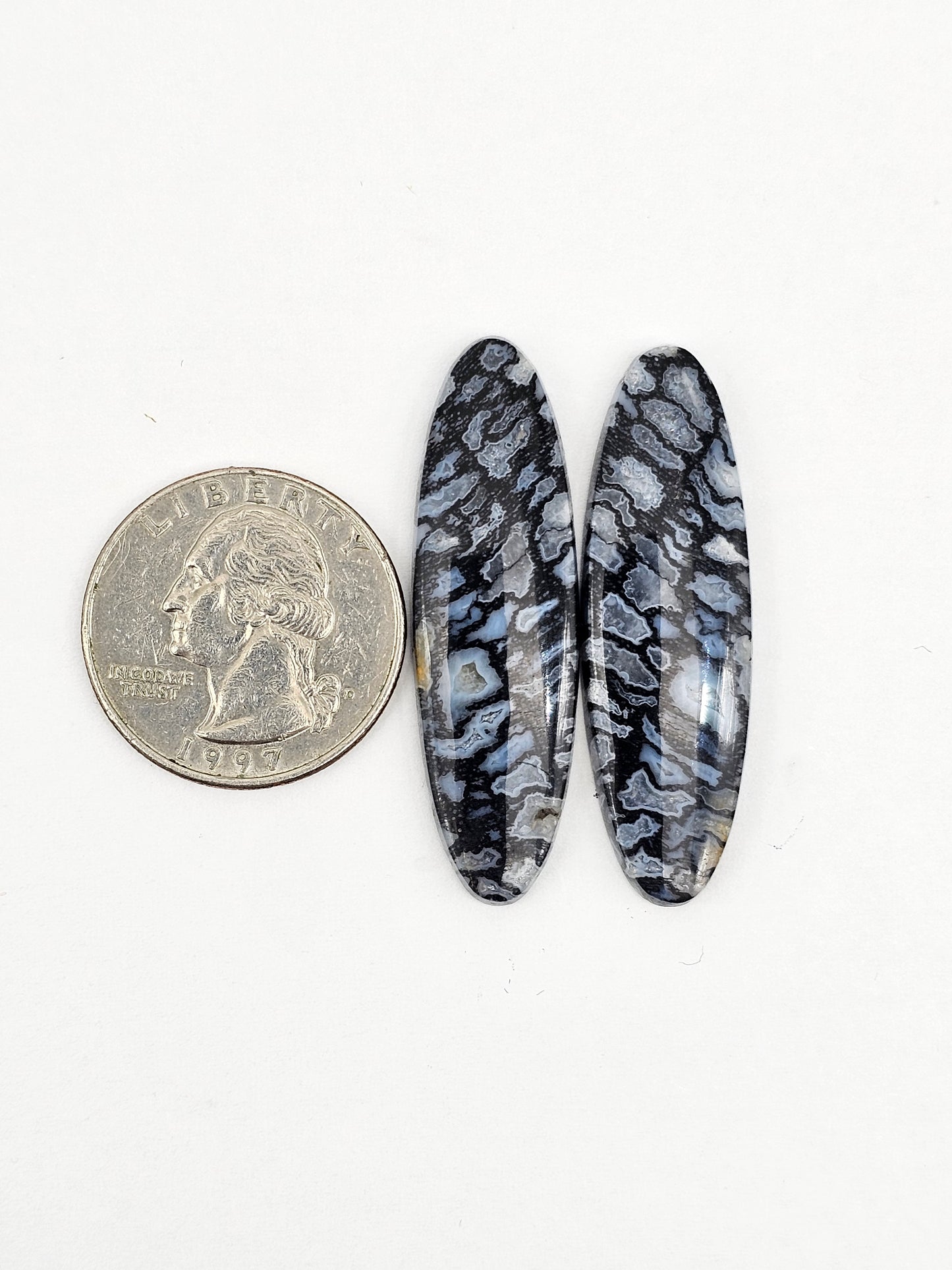 Fossilized dinosaur bone pair