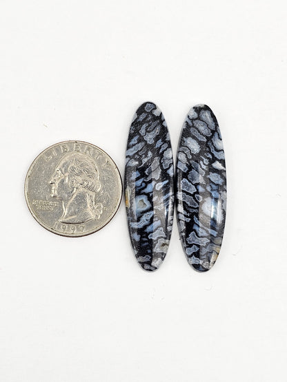 Fossilized dinosaur bone pair