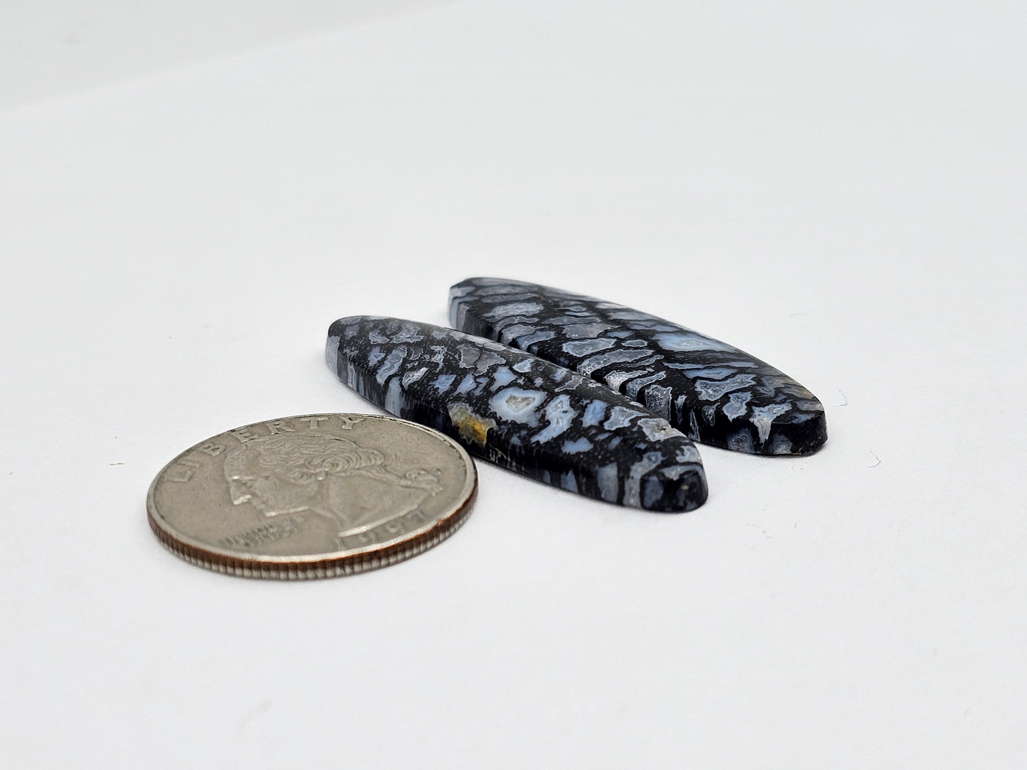 Fossilized dinosaur bone pair