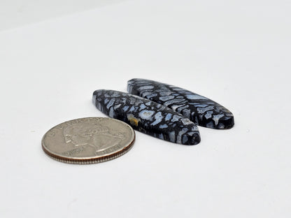 Fossilized dinosaur bone pair