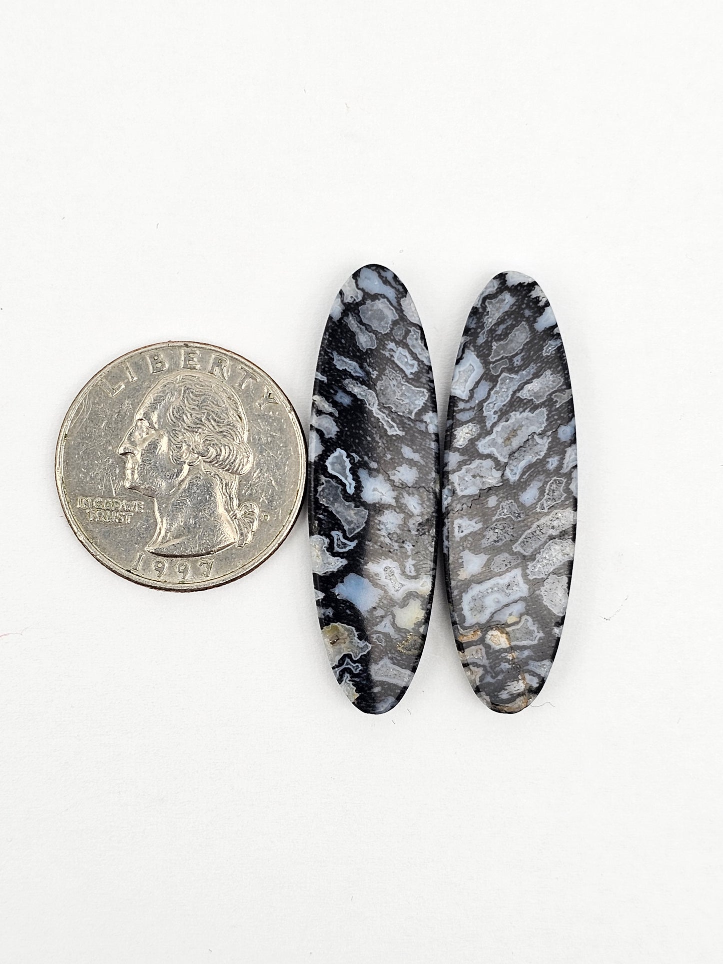 Fossilized dinosaur bone pair