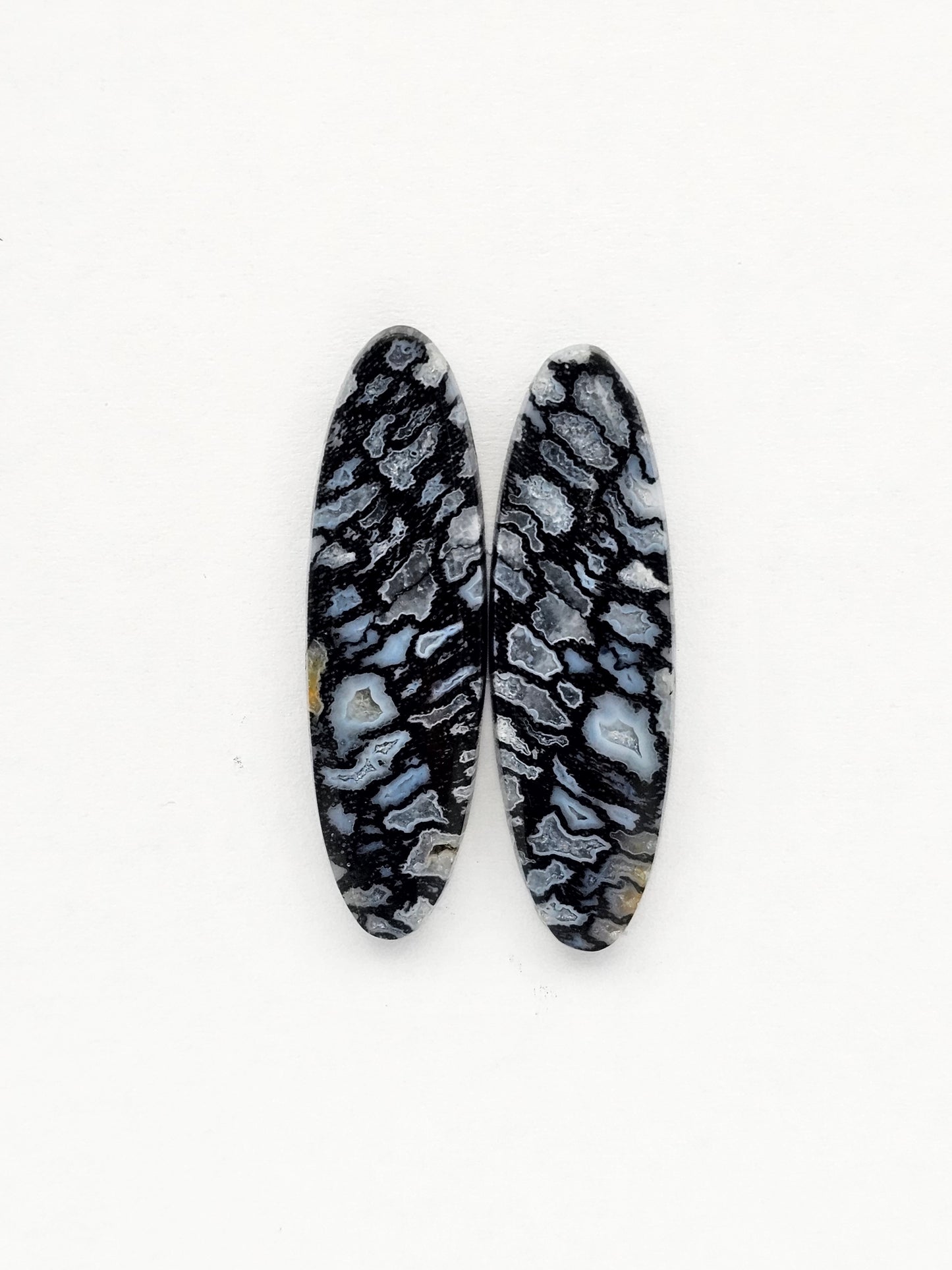 Fossilized dinosaur bone pair