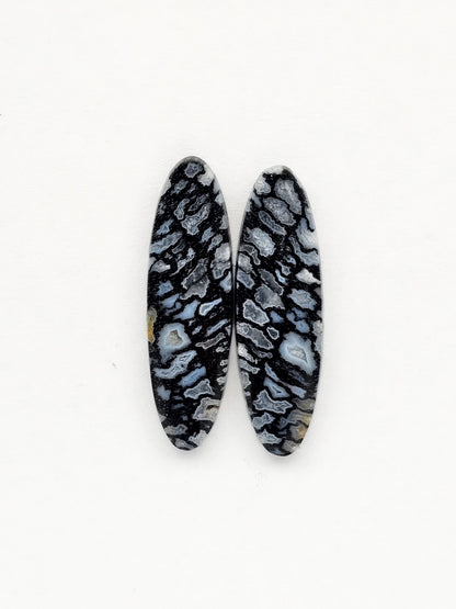 Fossilized dinosaur bone pair