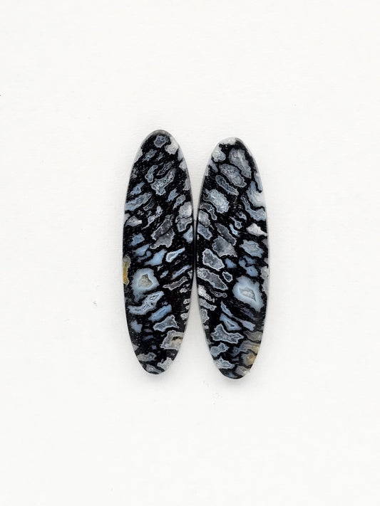 Fossilized dinosaur bone pair