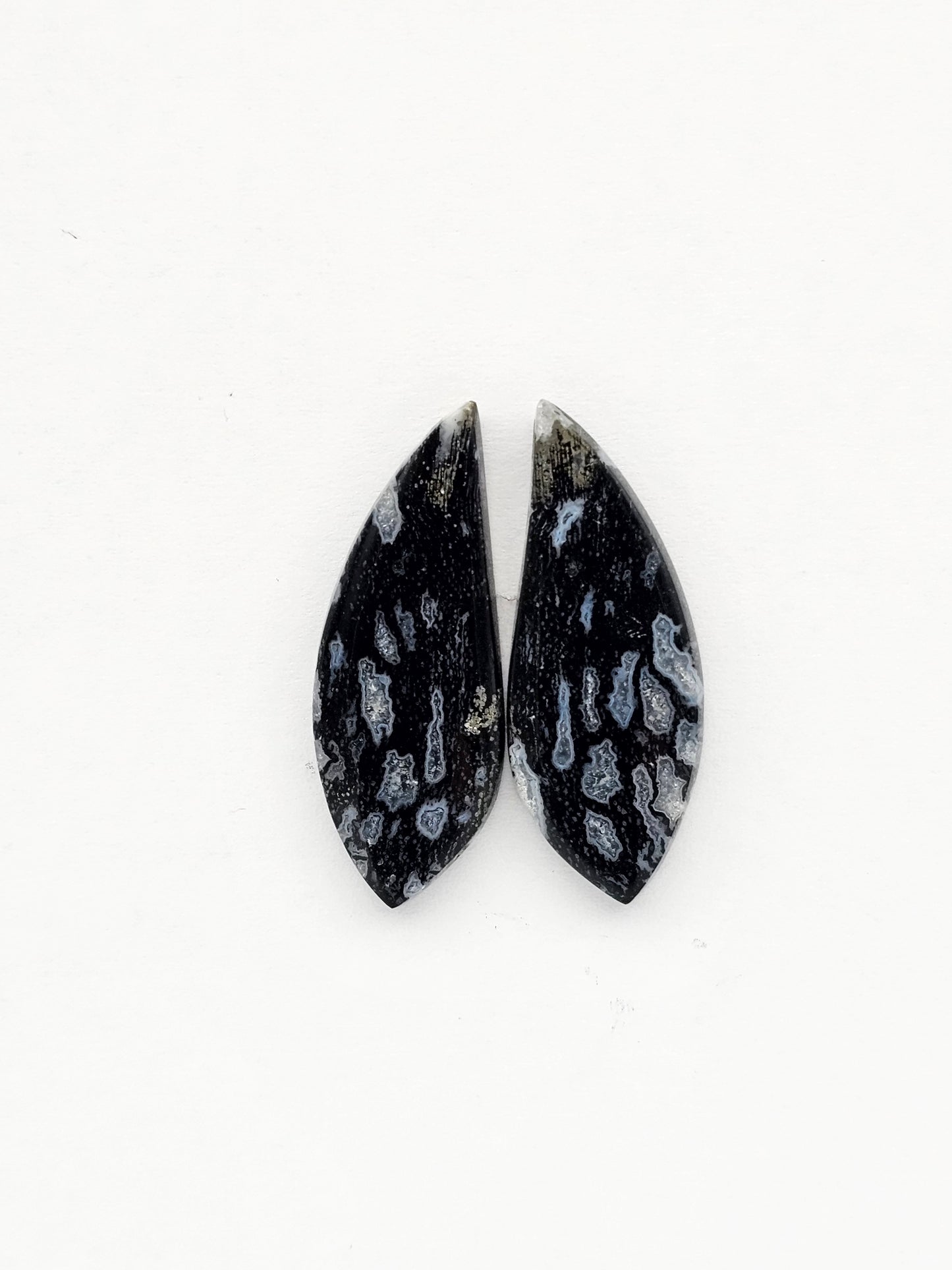 Fossilized dinosaur bone pair