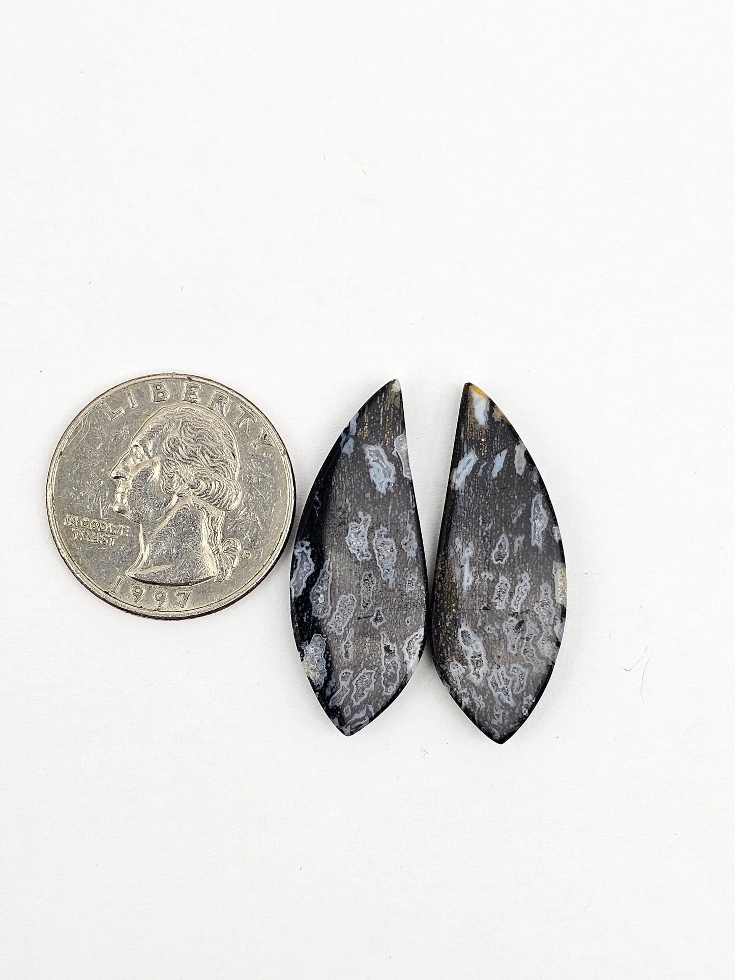 Fossilized dinosaur bone pair