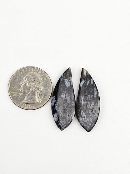 Fossilized dinosaur bone pair