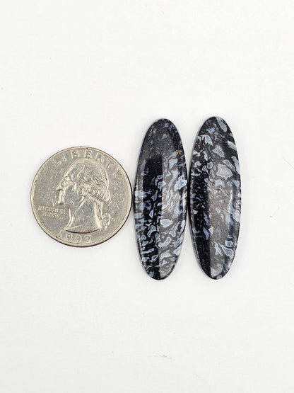 Fossilized dinosaur bone pair