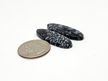 Fossilized dinosaur bone pair