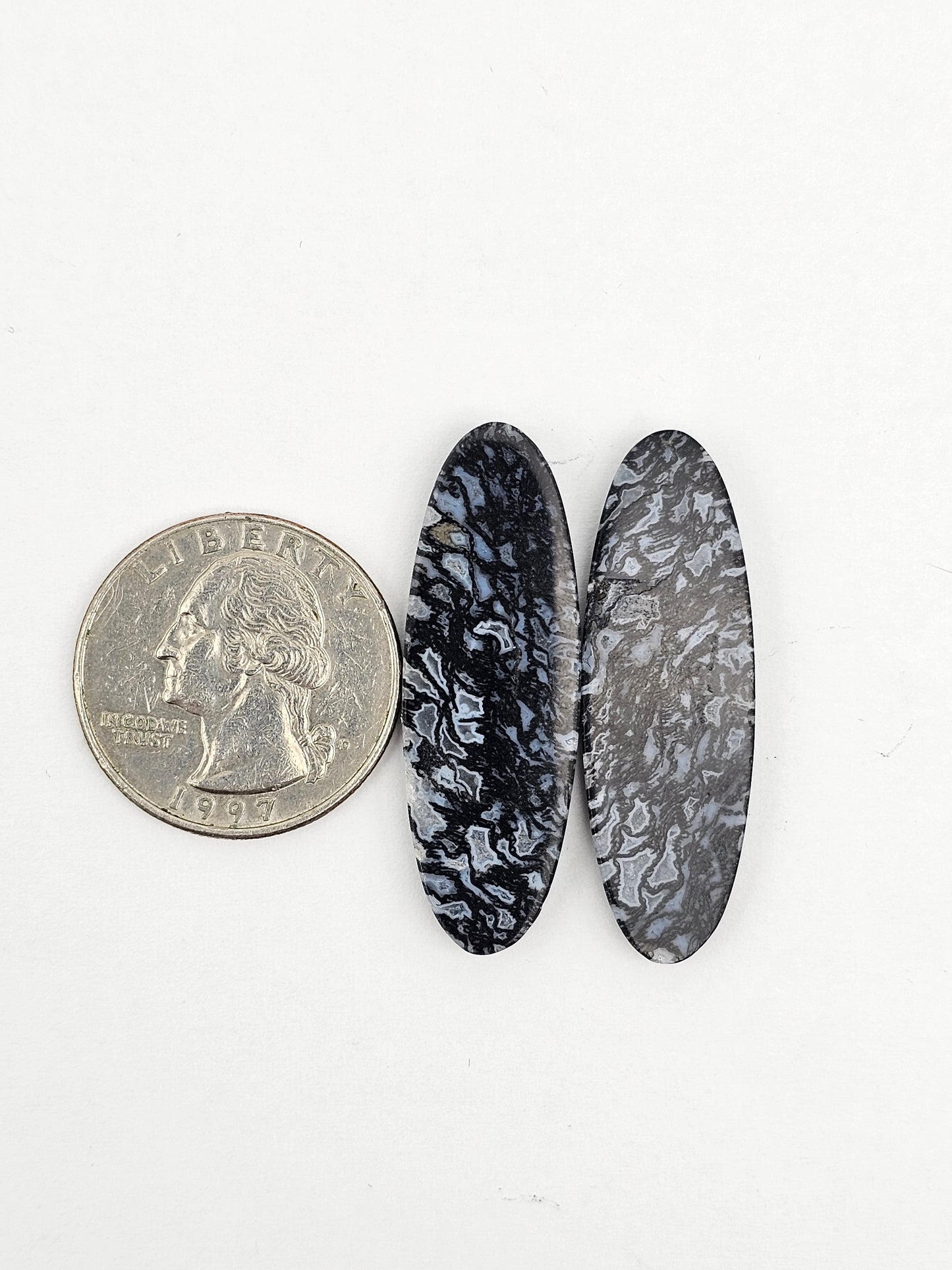 Fossilized dinosaur bone pair