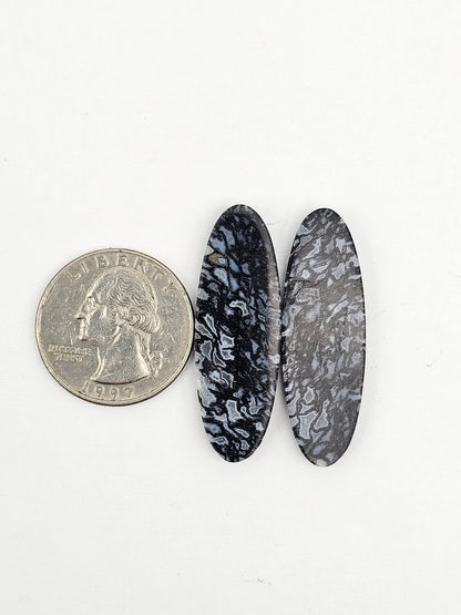 Fossilized dinosaur bone pair