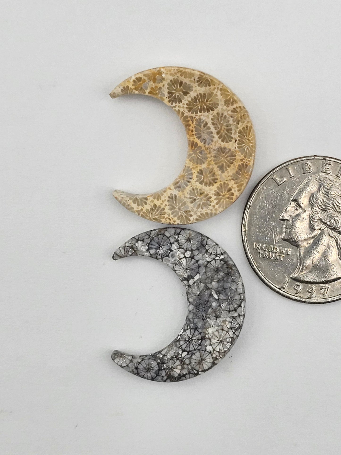 Fossilized Coral moon set