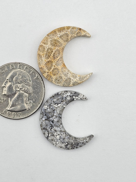 Fossilized Coral moon set