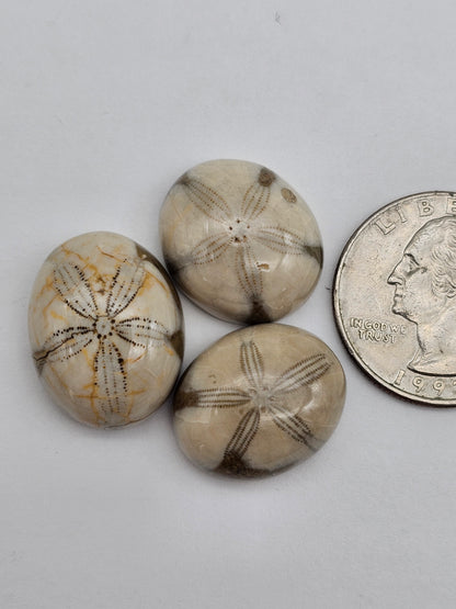 Sand dollar fossil lot