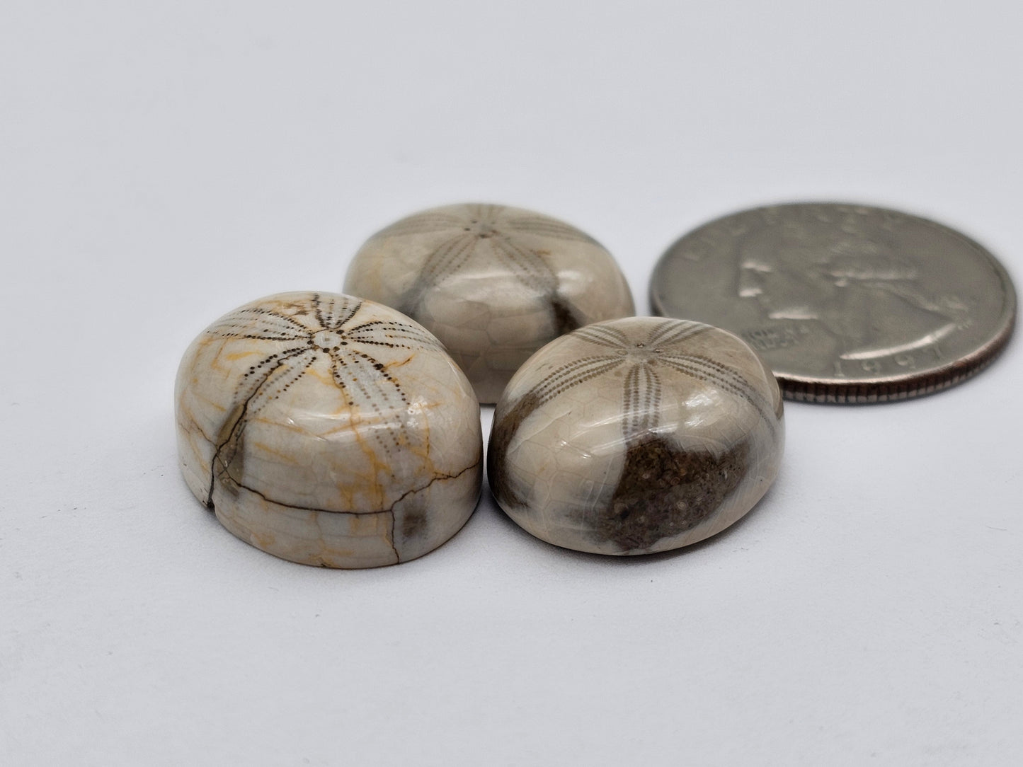 Sand dollar fossil lot