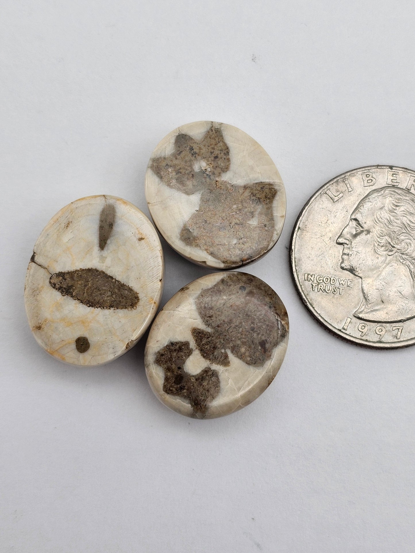 Sand dollar fossil lot