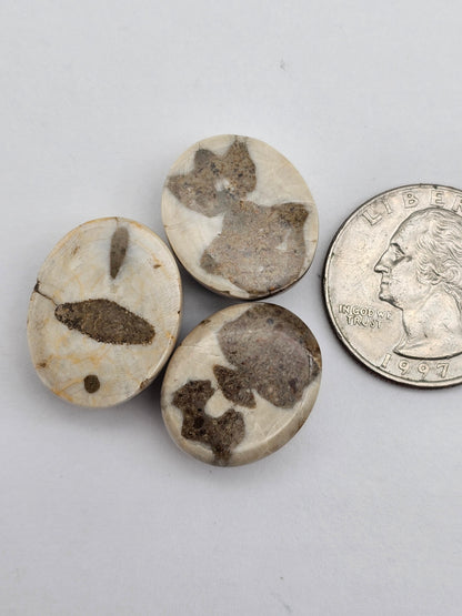 Sand dollar fossil lot
