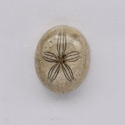 Sand dollar fossil medium
